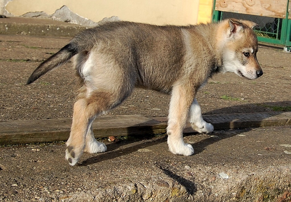 Caty v běhu