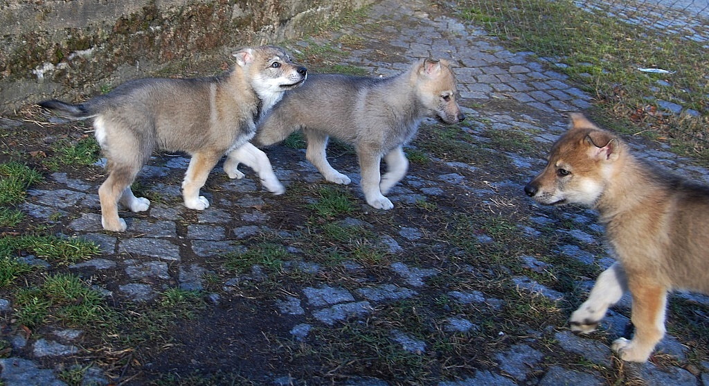 Caty, Cipísek a Czamborek