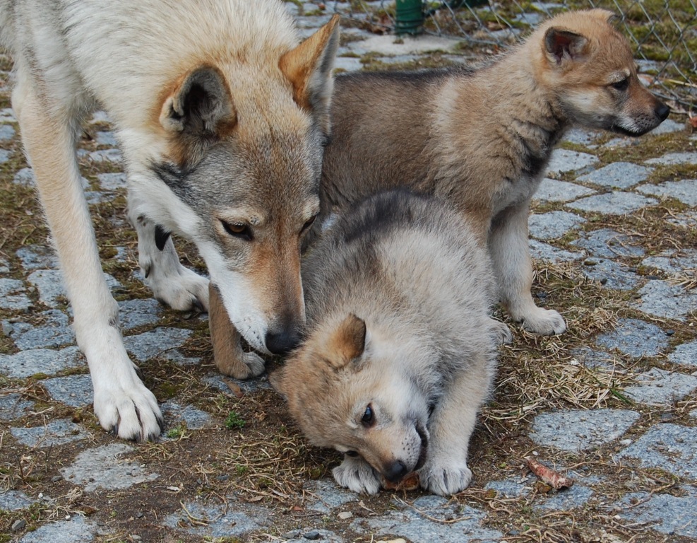 Xitta, Arka a Akki