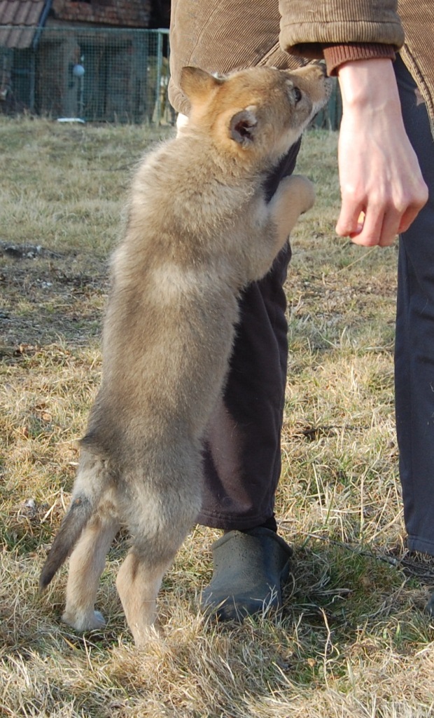 Ax - ták jsem dlouhý