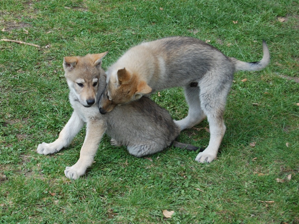 zákus