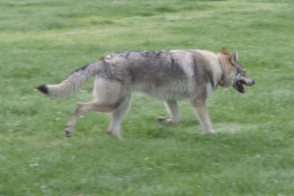 Asha v běhu